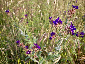 Close-up of purple flowering plants on field