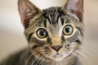 Close-up portrait of cat