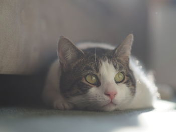 Close-up portrait of a cat