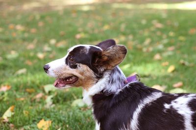 Pembroke welsh corgi 