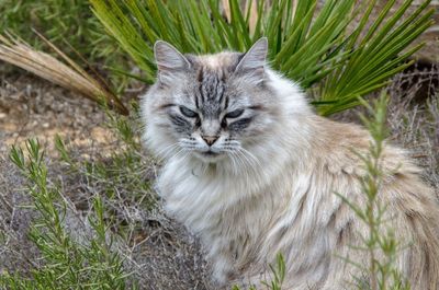 Portrait of cat on grass