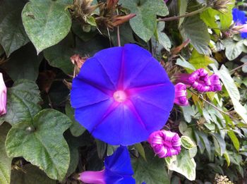 Close-up of blue flowers blooming outdoors