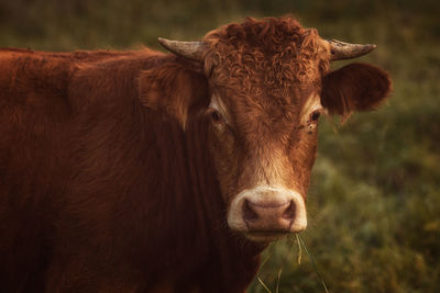 Portrait of cow on field