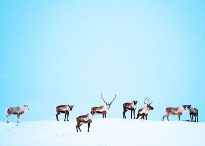 Reindeers on snow covered against clear sky