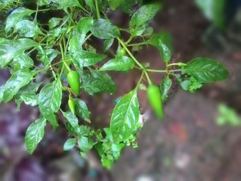 Close-up of fresh green plant