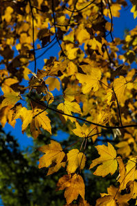 Fall leaves