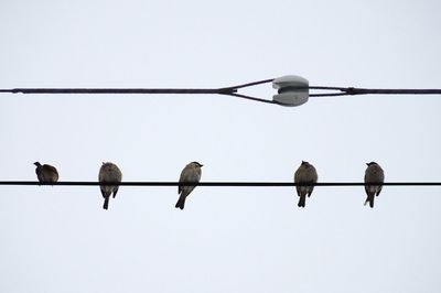 Low angle view of birds perching on cable against clear sky