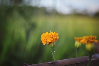 Close-up of yellow flowering plant