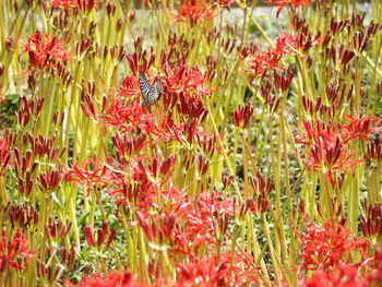 Close-up of red flowering plants on field