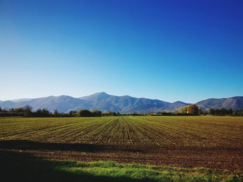 Scenic view of field against clear blue sky