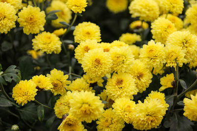 Close-up of yellow flowers blooming outdoors