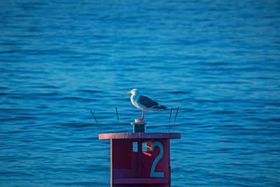Bird perching on blue sea