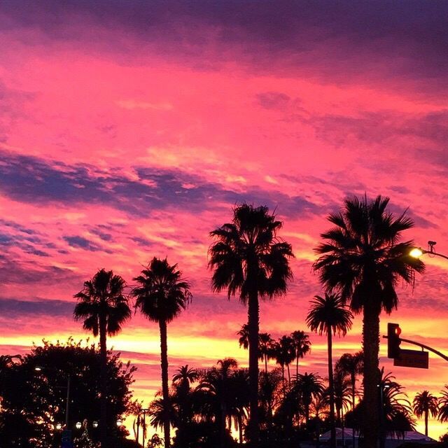 sunset, palm tree, sky, tree, silhouette, orange color, cloud - sky, beauty in nature, scenics, tranquility, nature, sea, tranquil scene, cloud, growth, idyllic, horizon over water, cloudy, transportation, dusk