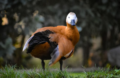 Duck standing on field