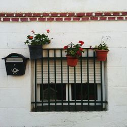 Potted plants on balcony