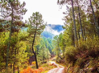 Trees in forest against sky during autumn