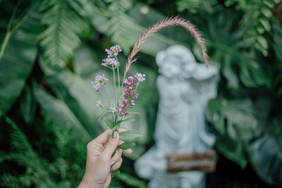 Close-up of hand holding purple flowering plant