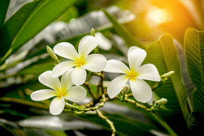 Close-up of frangipani blooming outdoors