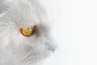 Close-up of cat against white background
