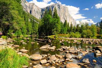 Plants growing on rocks by lake against sky