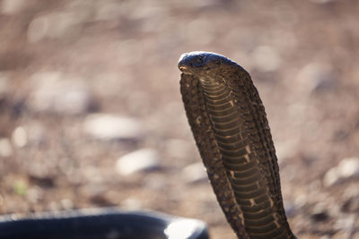 Close-up of eagle