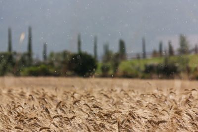 Close-up of wet field against sky