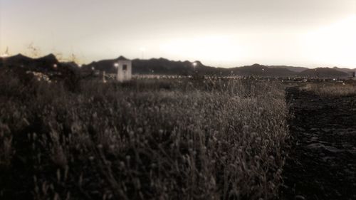 Scenic view of field against clear sky