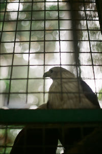 View of bird in cage