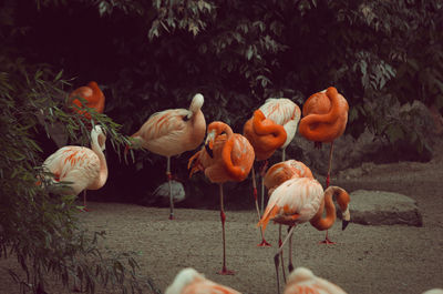 View of birds on field