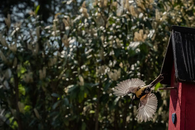 Bird flying over plants