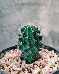 Close-up of succulent plant