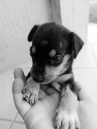 Midsection of person holding small dog