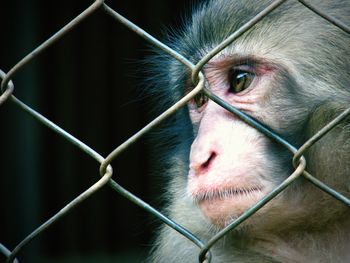 Close-up of monkey in cage