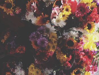 Close-up of multi colored flowers