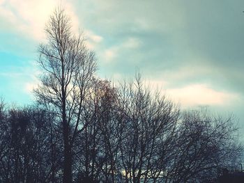 Low angle view of tree against sky