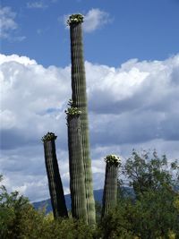 Low angle view of succulent plant against sky