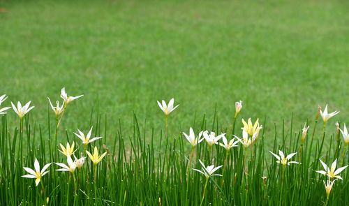 Close-up of white flowering plants on field