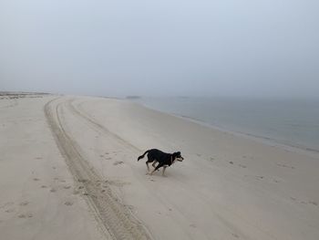 Dog on beach