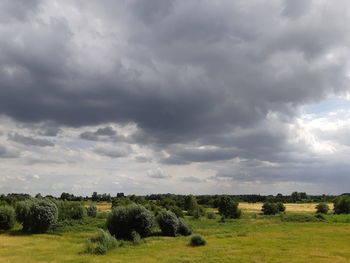 Scenic view of field against sky