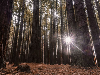 Low angle view of sunlight streaming through trees in forest