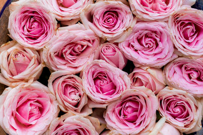 Close-up of roses