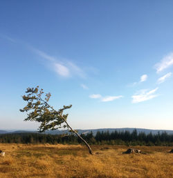 Trees on field against cloudy sky