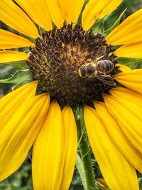 Close-up of bee pollinating on sunflower