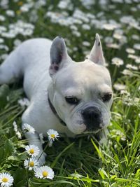 Close-up of white dog with flowers