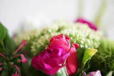Close-up of pink flowering plant