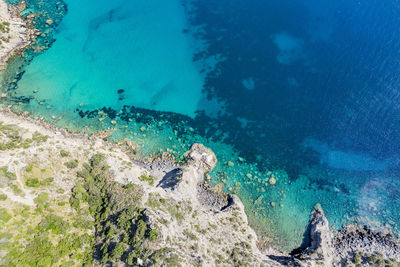 High angle view of coral swimming in sea