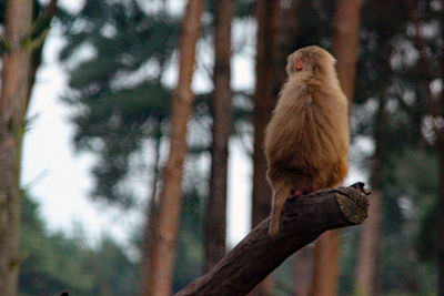 Low angle view of monkey on tree