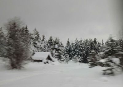 Trees in forest during winter