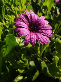 Close-up of raindrops on purple flower