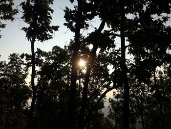Low angle view of silhouette trees in forest against sky